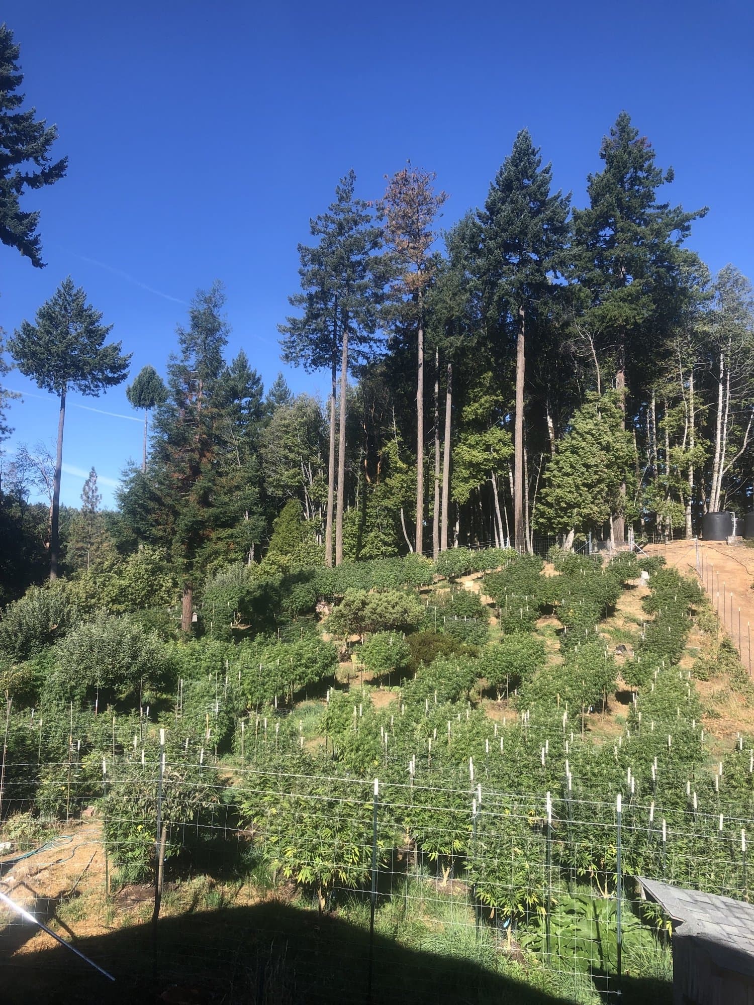 Greenshock garden rows under redwoods
