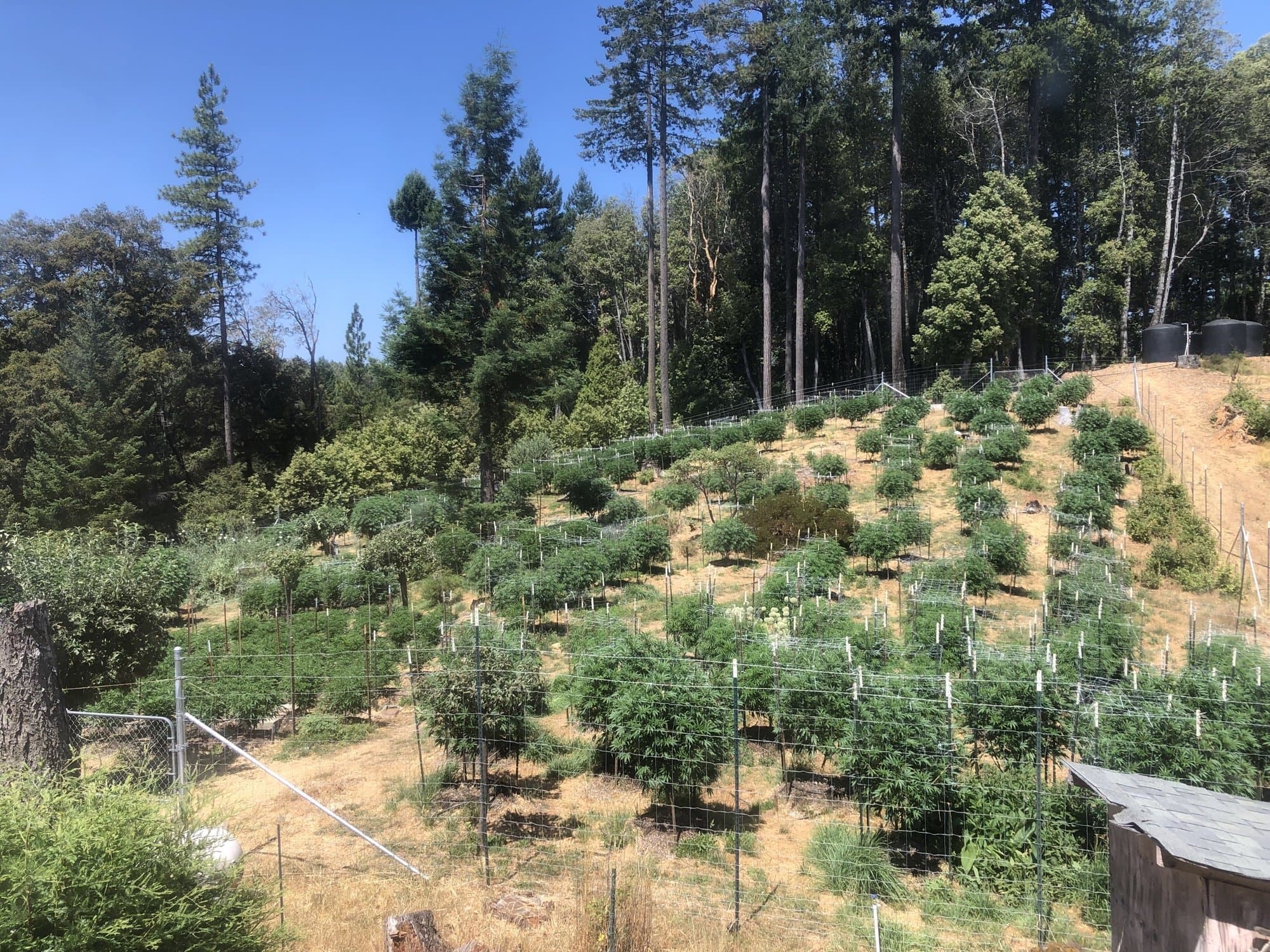 Hillside garden