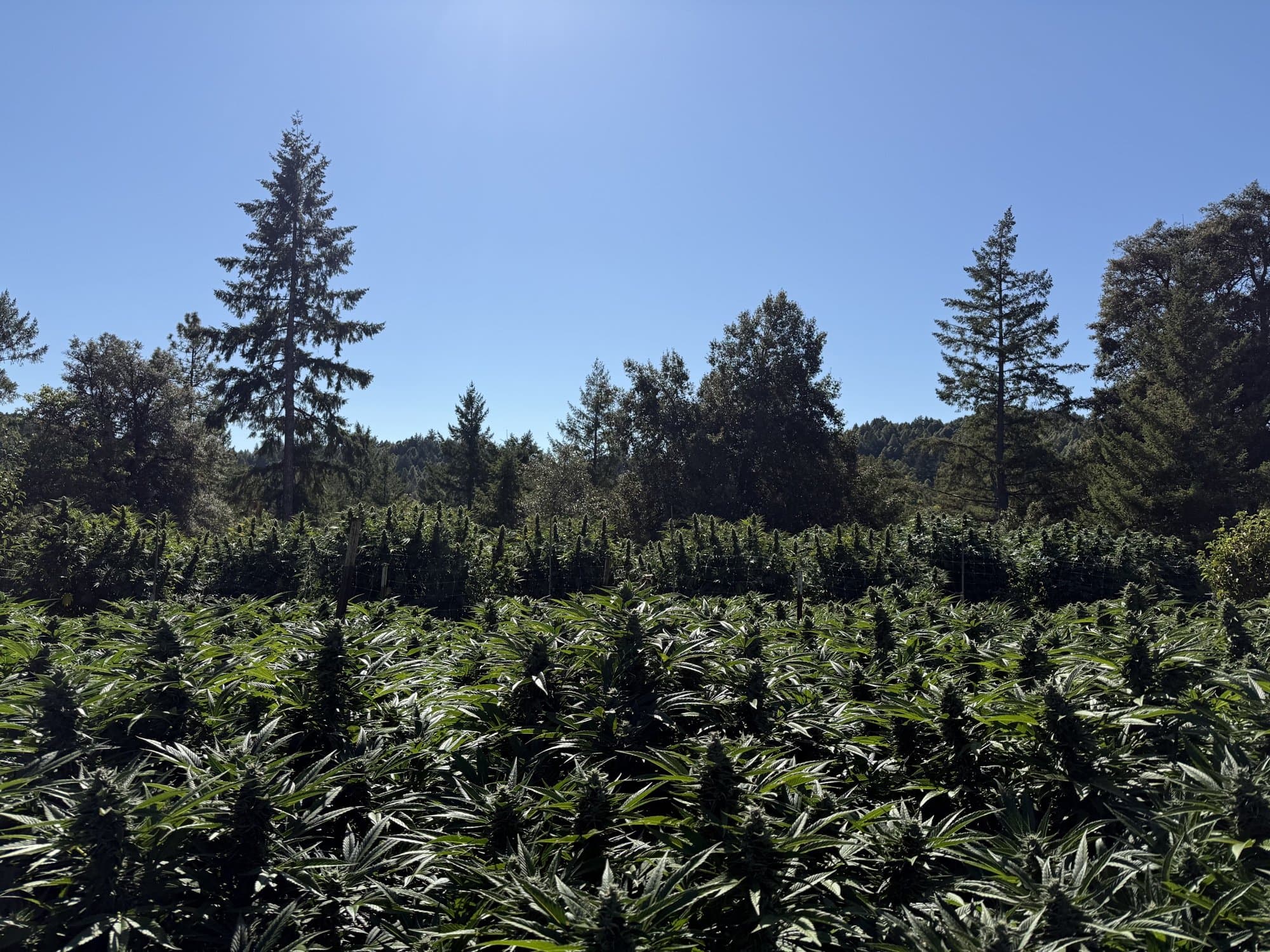 Field rows under redwoods