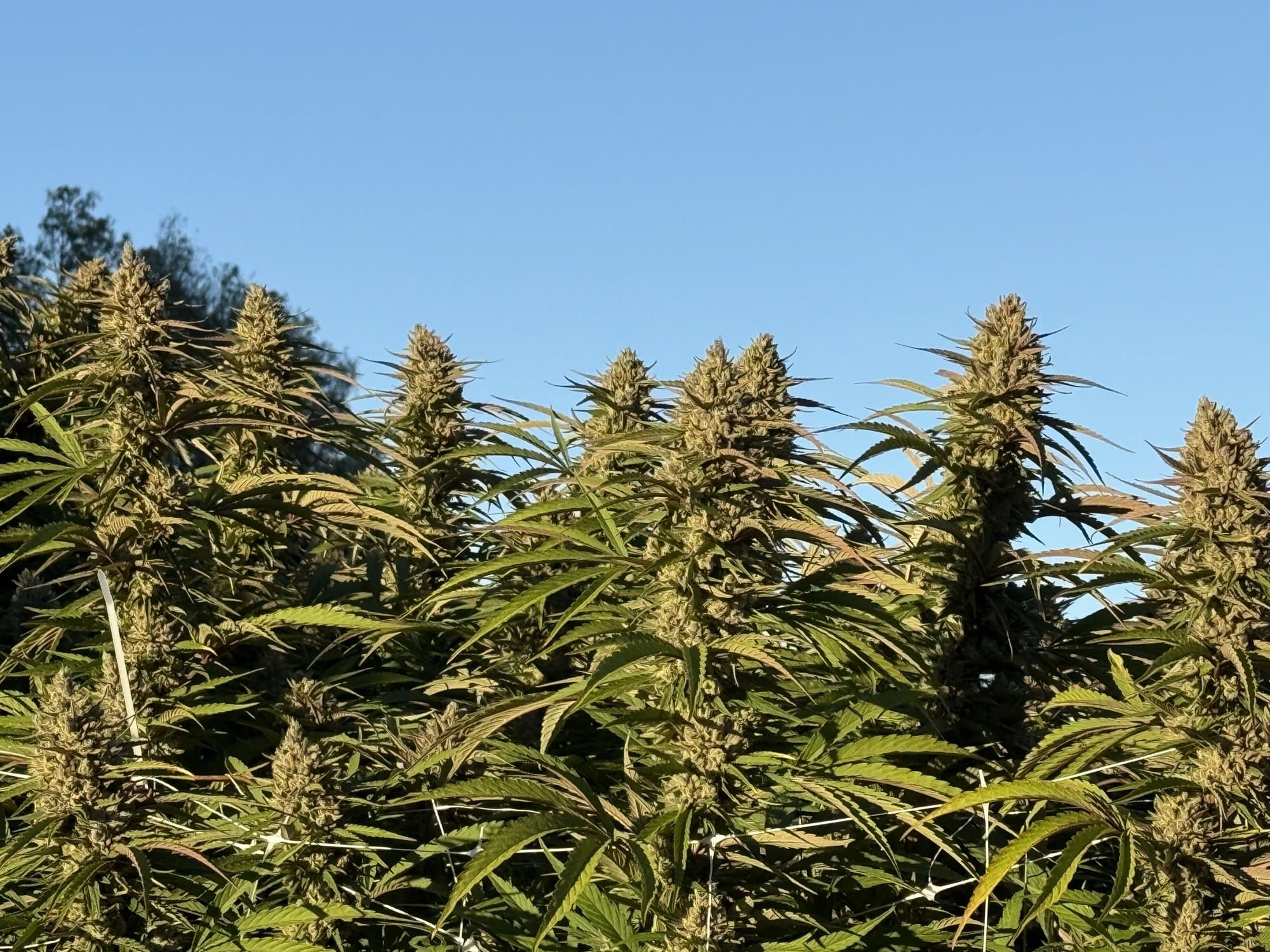 Cola row against the sky