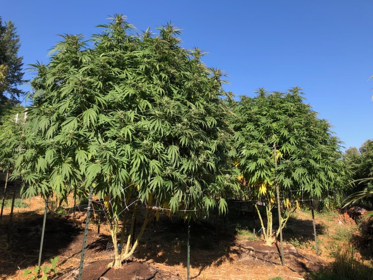 Large plants in a field