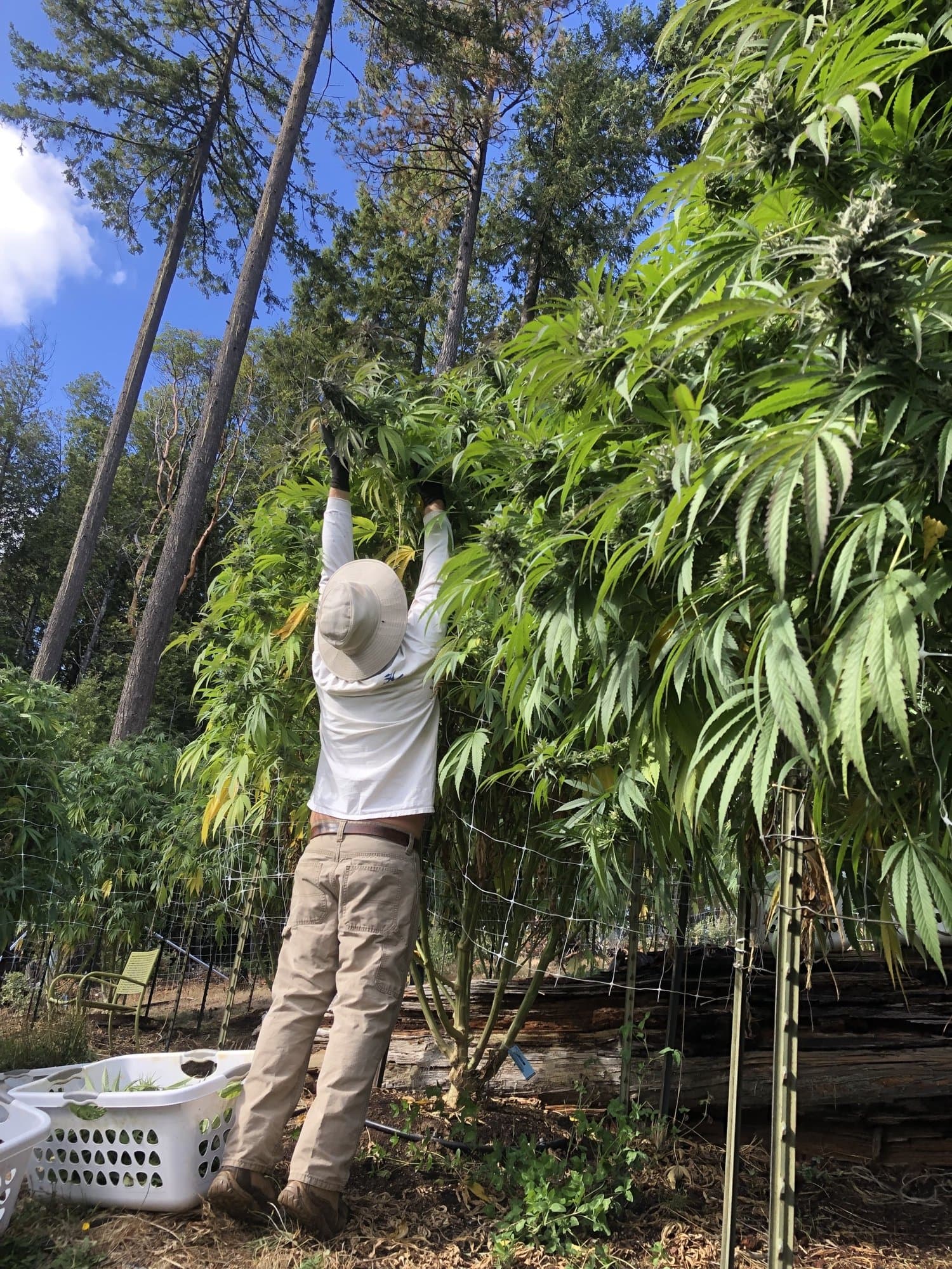 Harvesting a tall plant