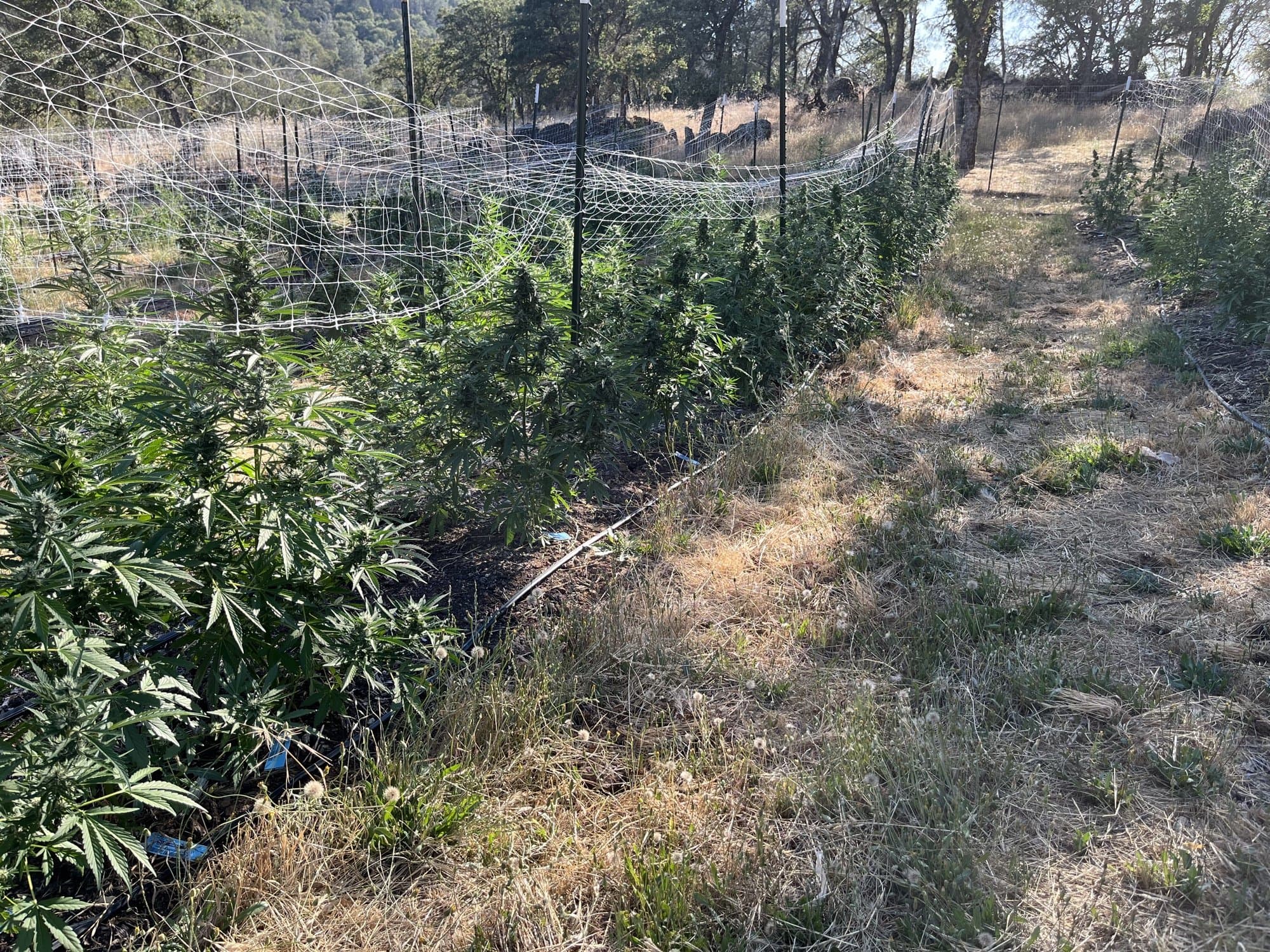 Young garden rows