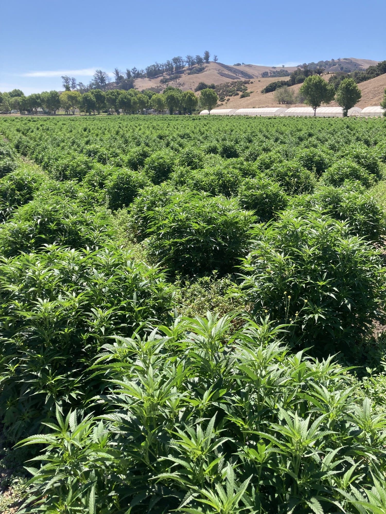 Field rows and hills