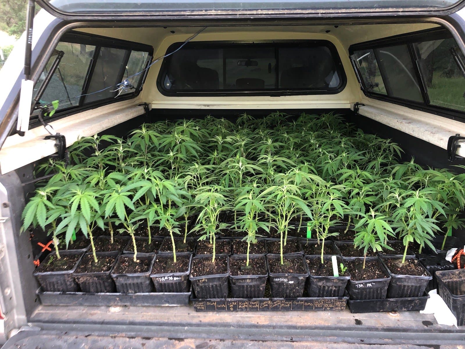 Truckload of starts