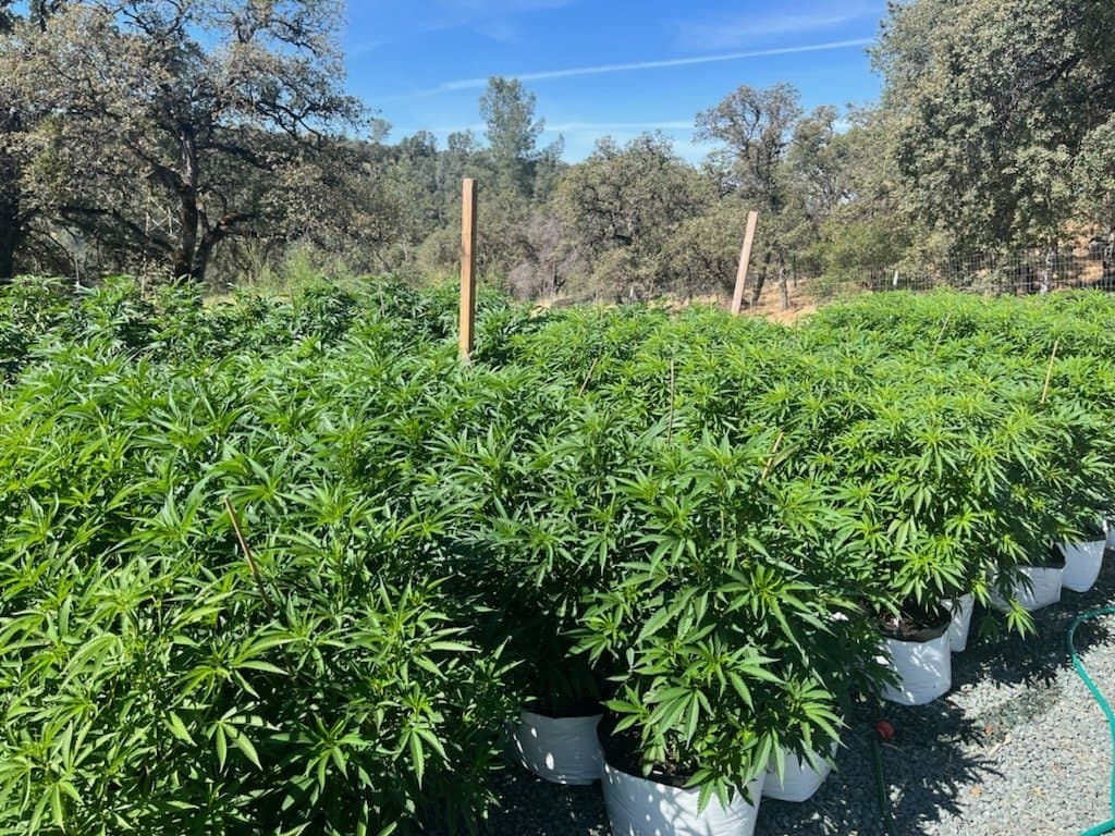 Mother plants in the nursery