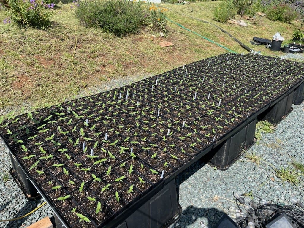Seedling trays