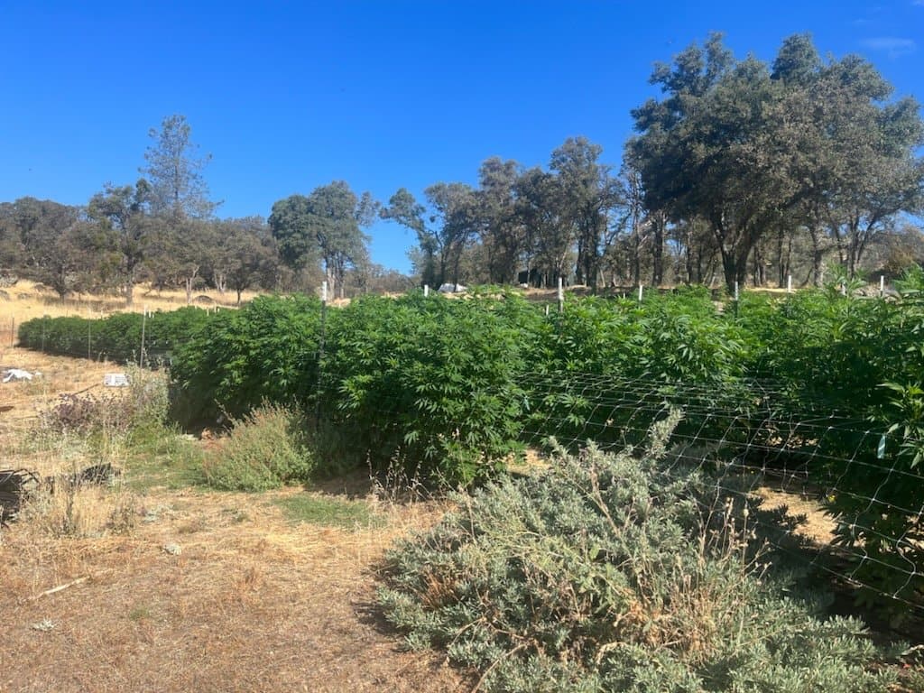 Garden in July