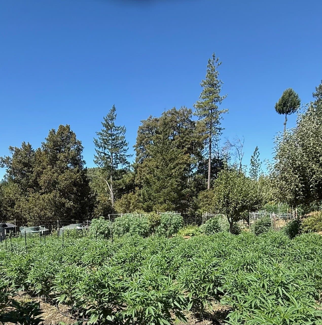 Garden in an orchard