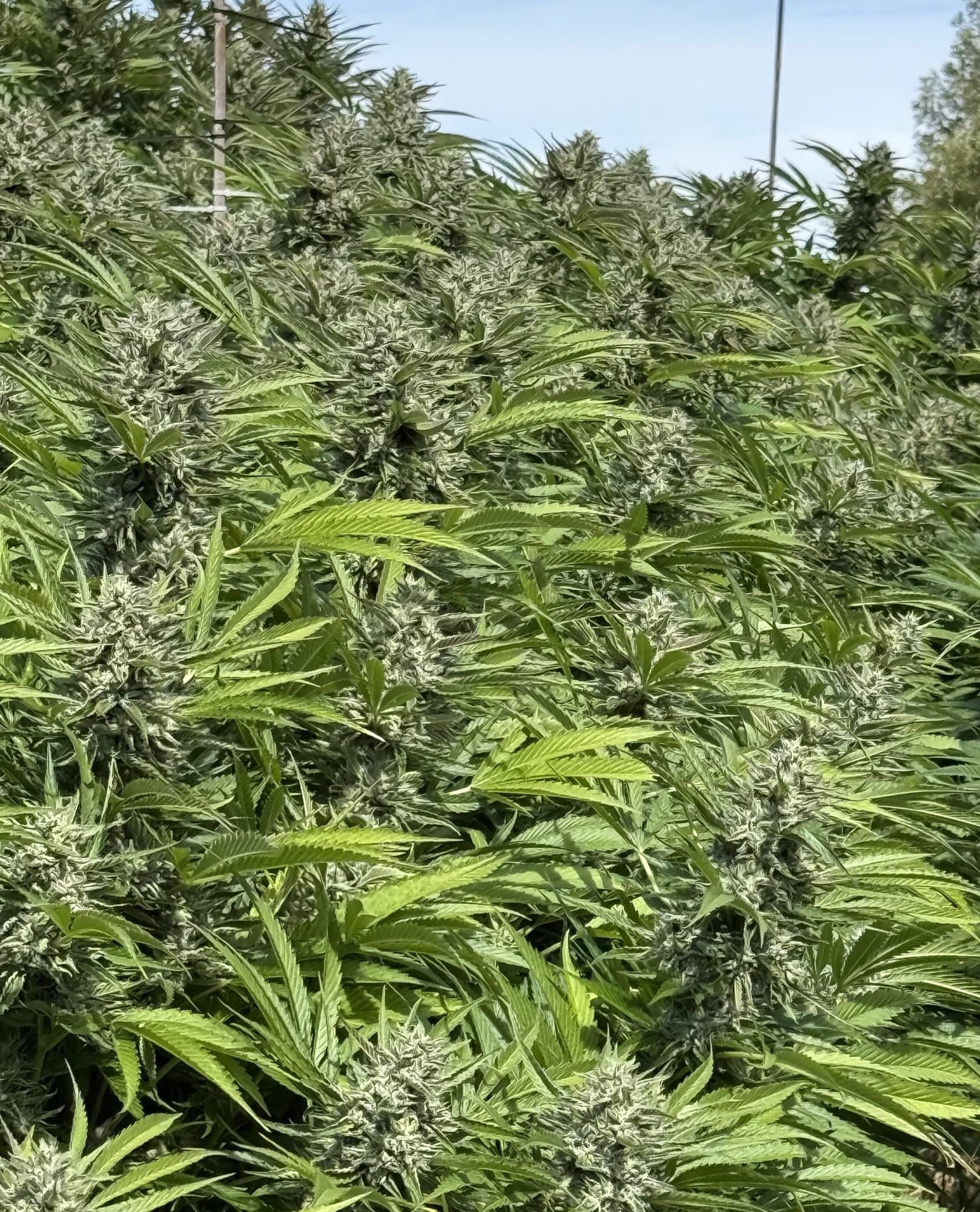 Dense canopy