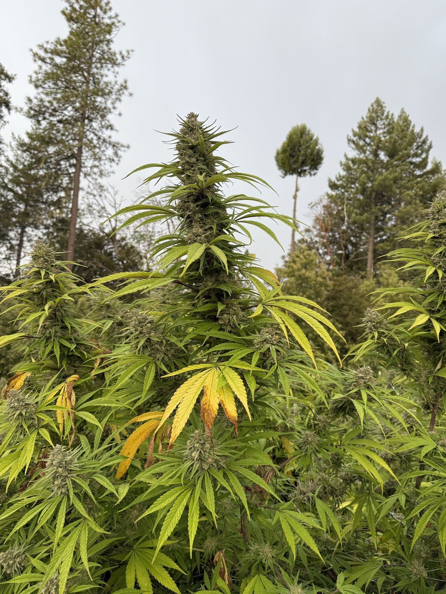 Plants under trees