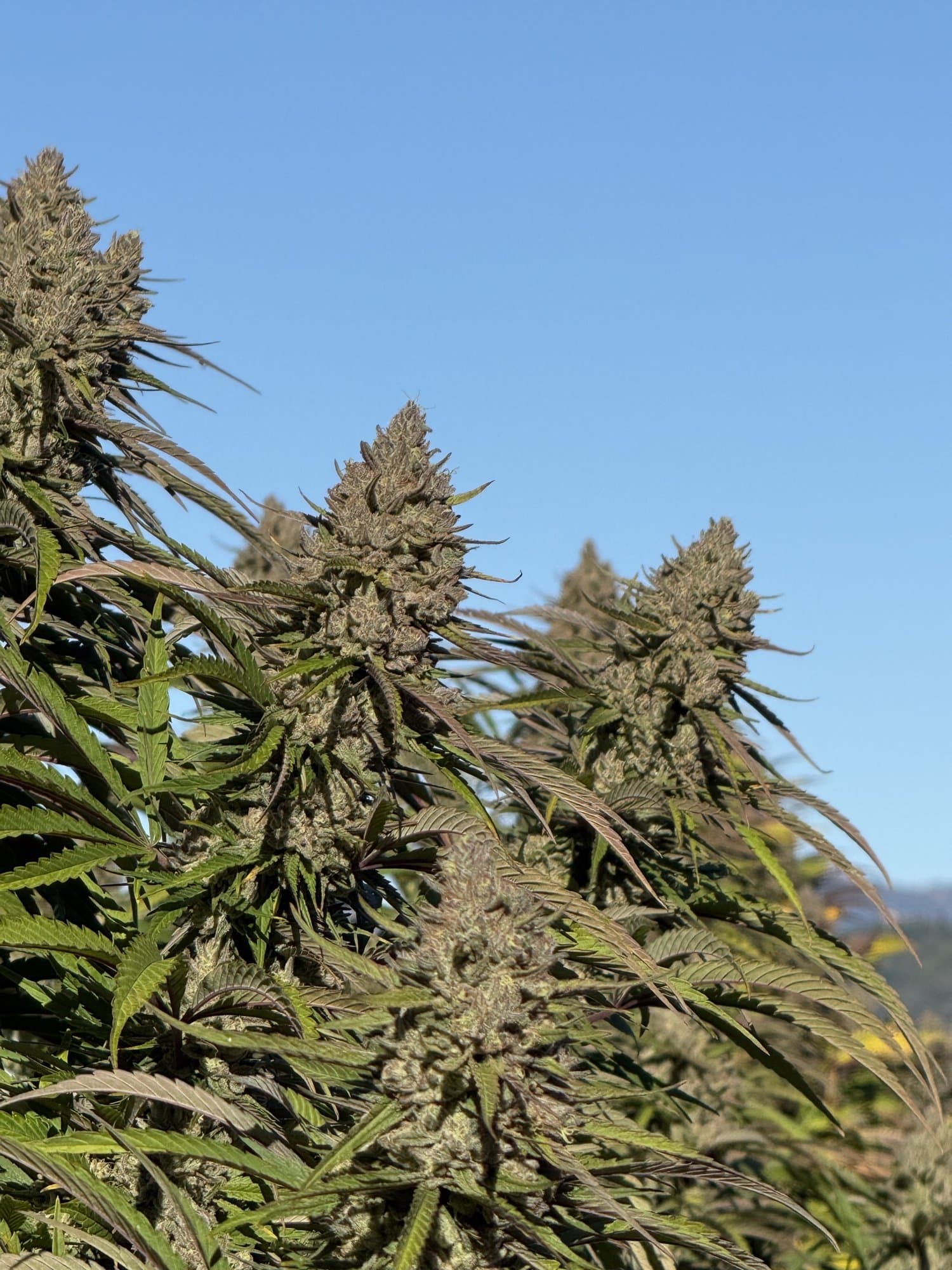Large plants in the garden