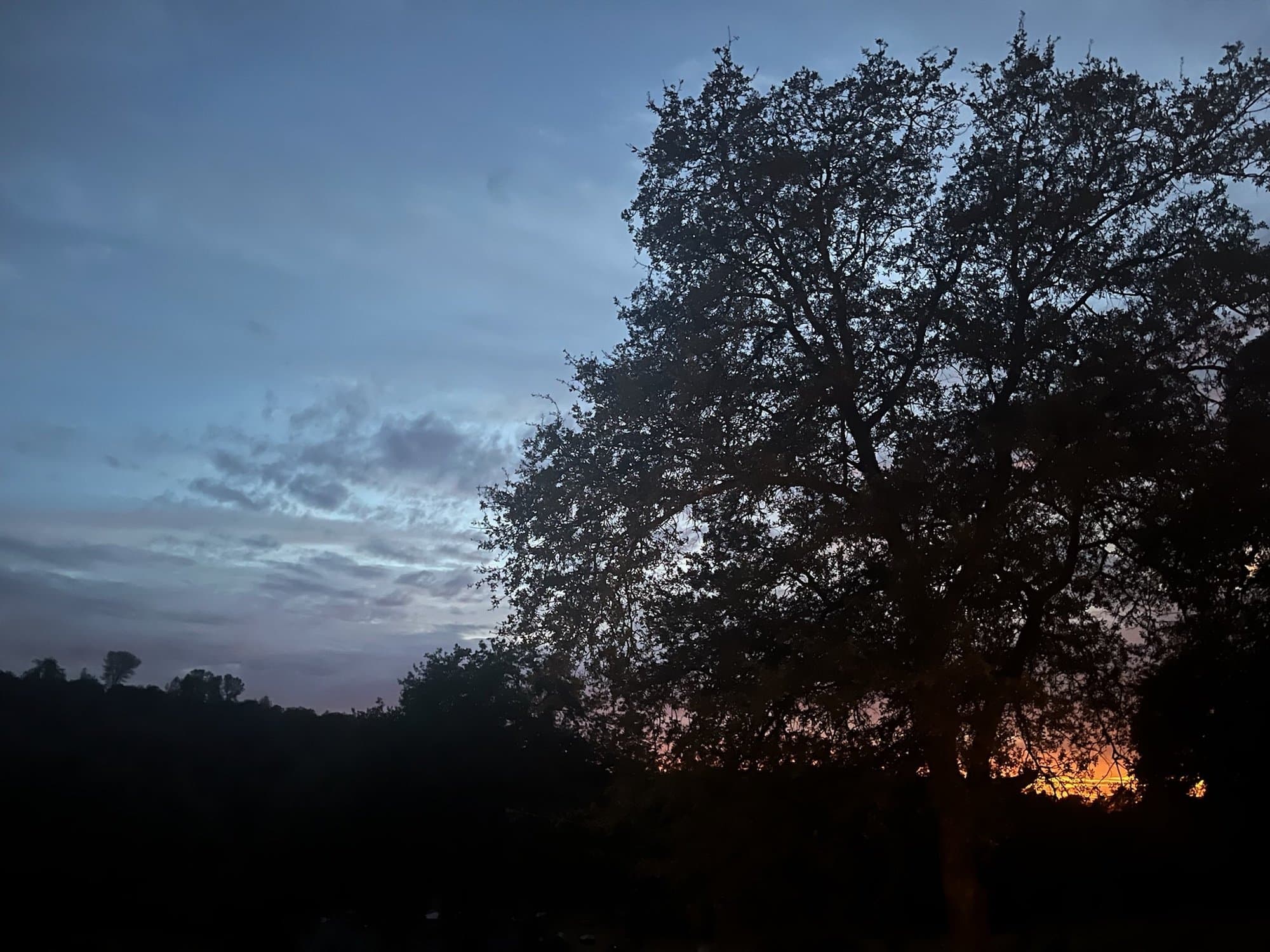 Evening light on oaks