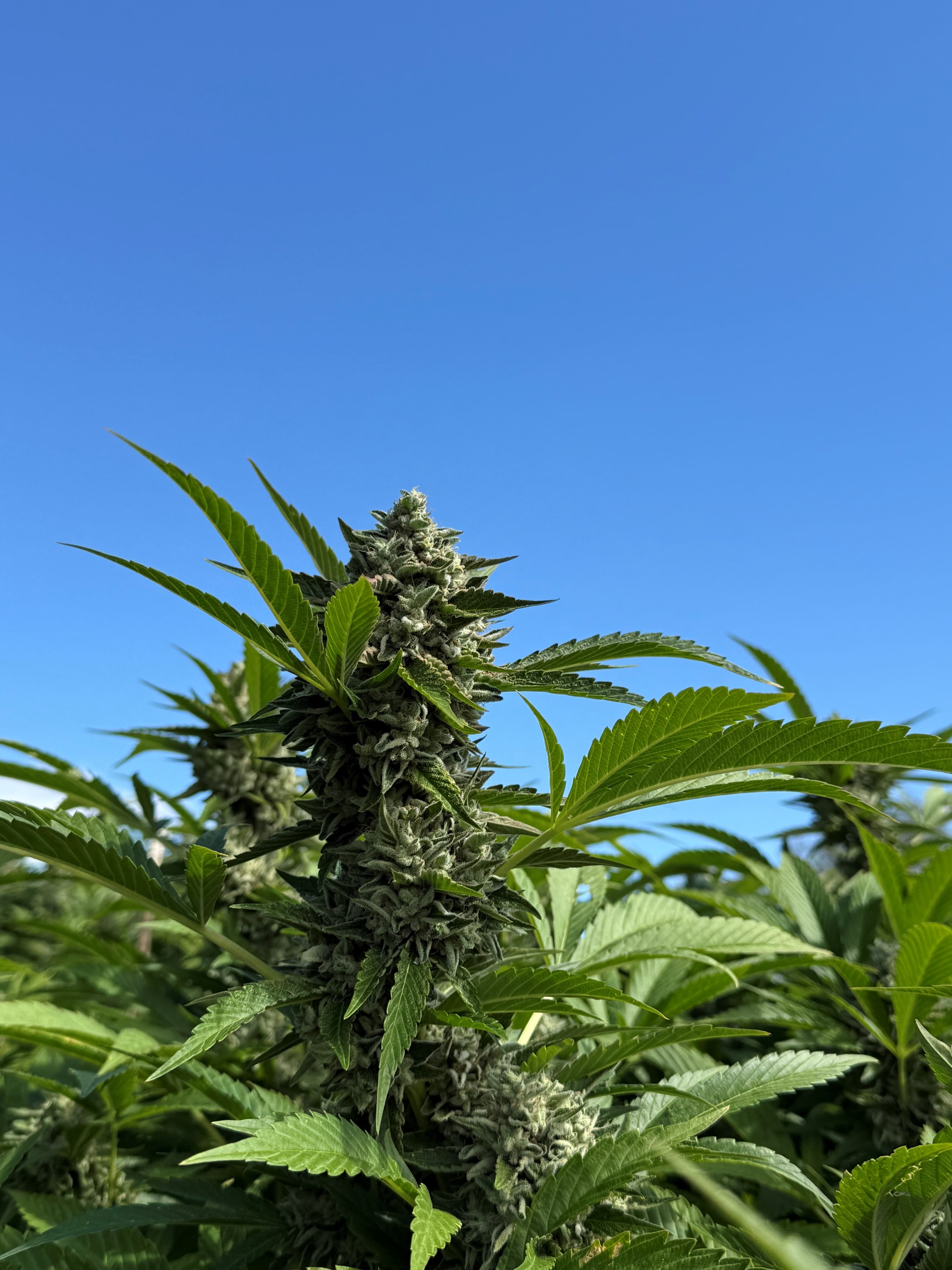 Double Lantern #19 — Greenshock gas-line selection, sungrown against open sky.