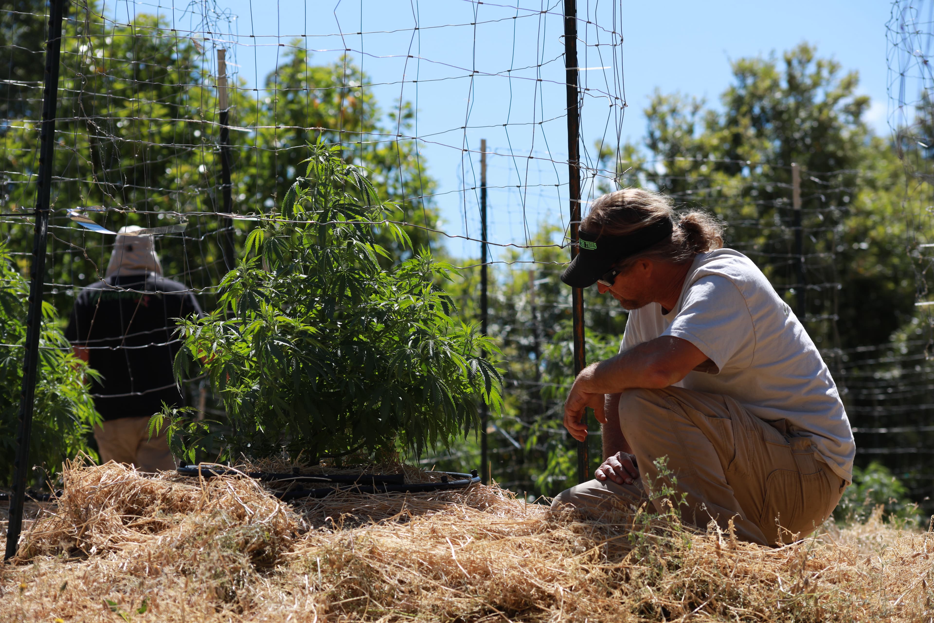 Mark Greyshock crouched in a sun-grown row, reading a plant at close range.