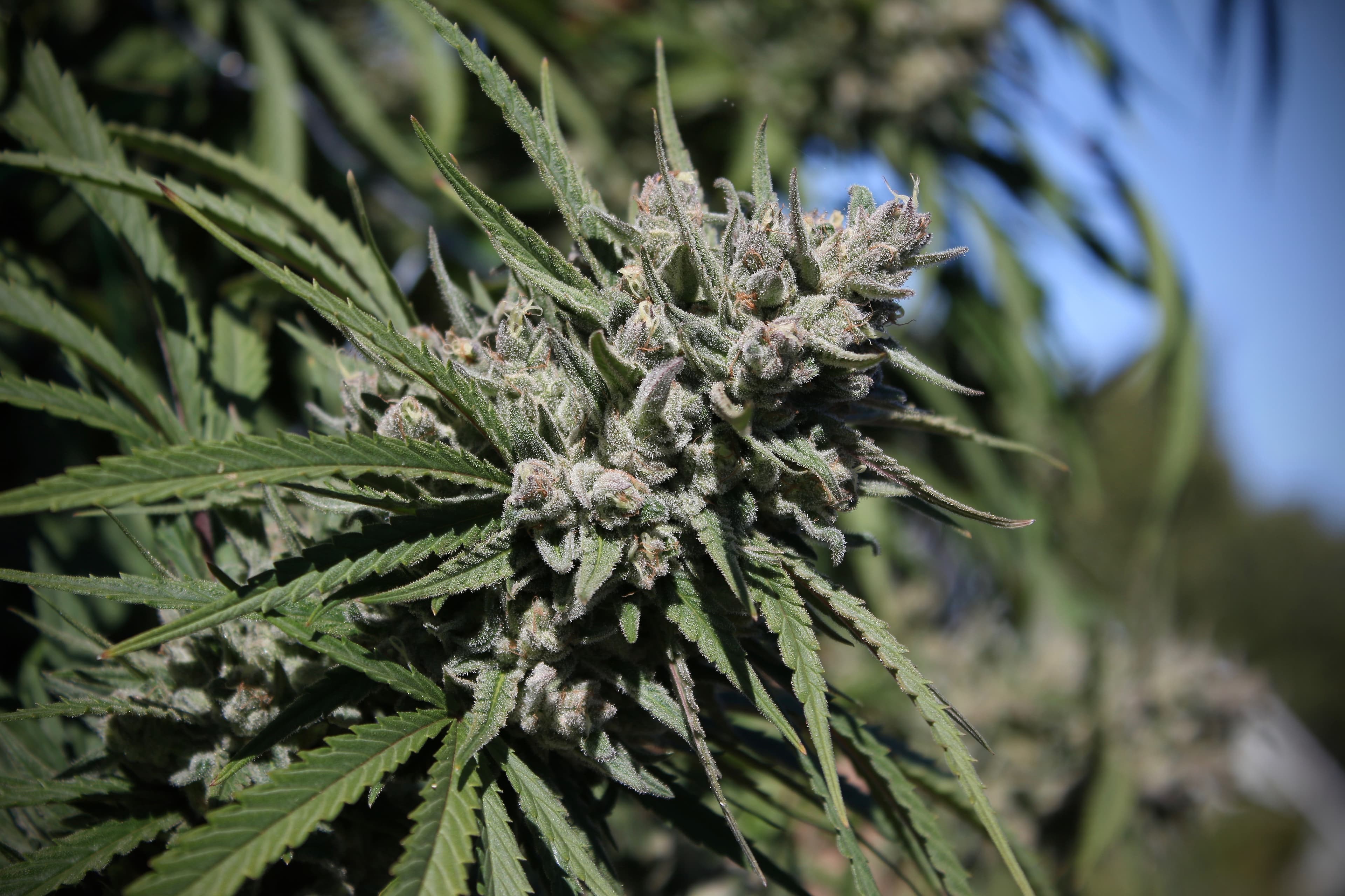 A resinous sungrown cola from the Greenshock outdoor hunt.