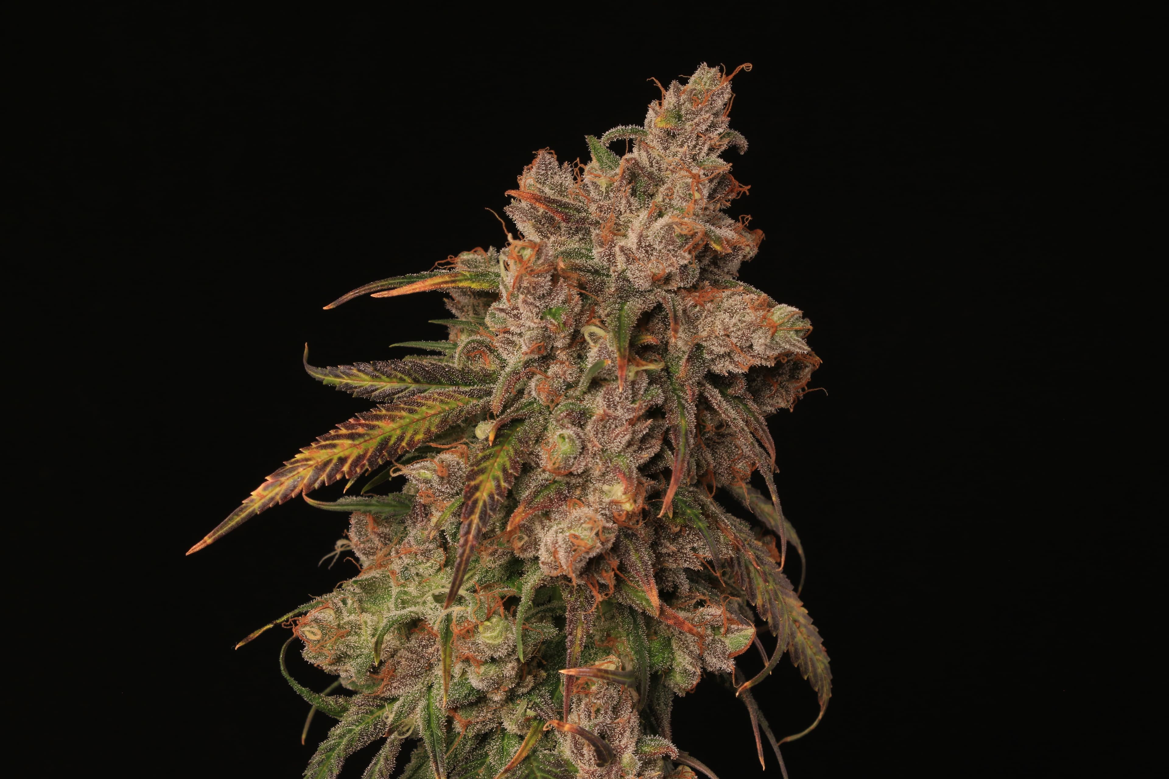Close still of outdoor flower from the Greenshock garden.