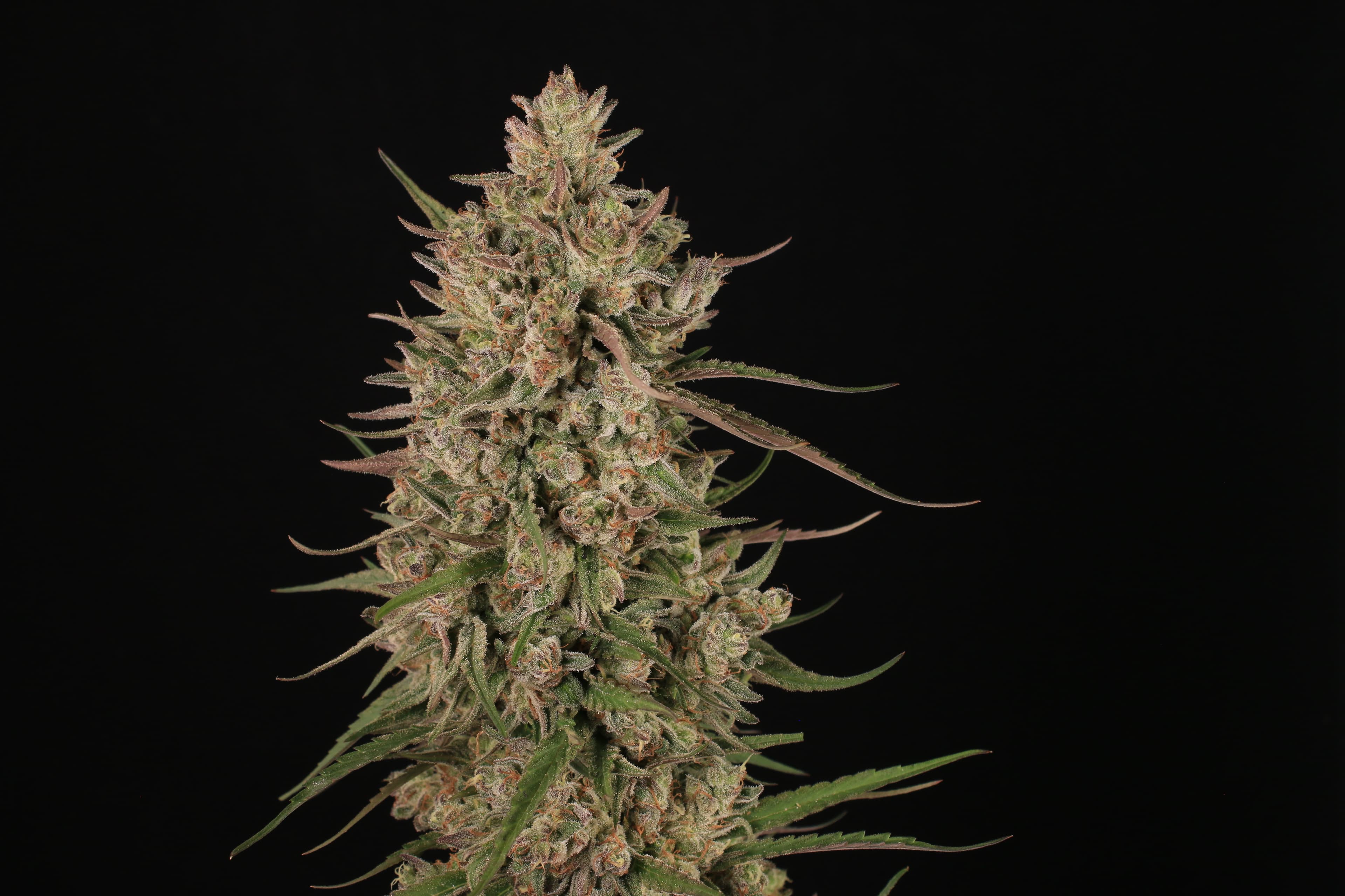 A dense, frosty cola photographed from the Greenshock outdoor selection.