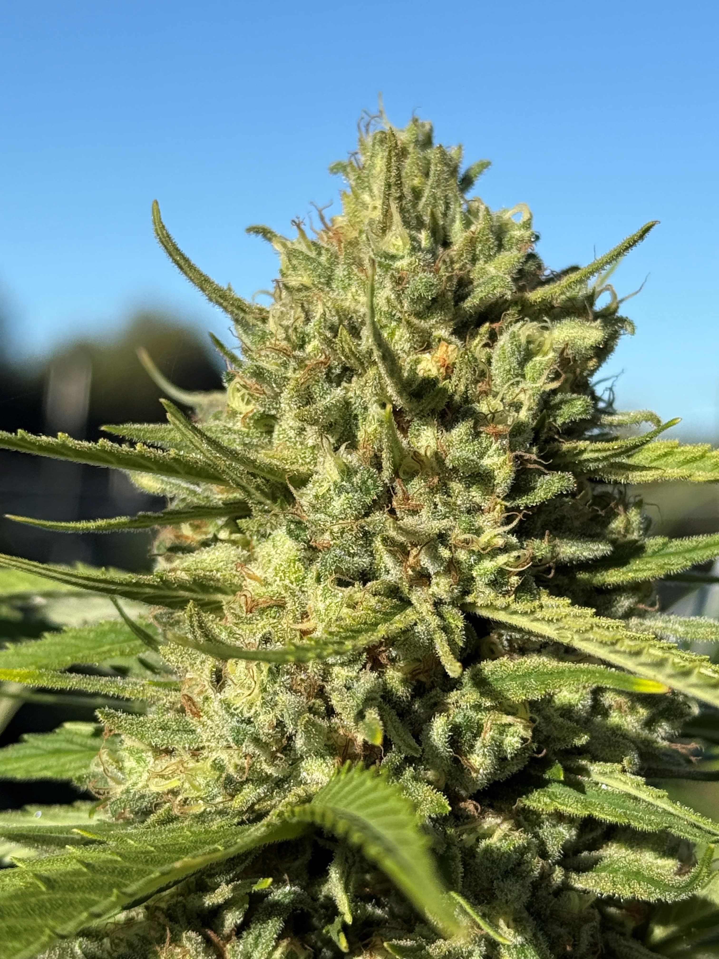 Passion Orange Guava — Greenshock ocimene cultivar, first California Golden Bear for that terpene.