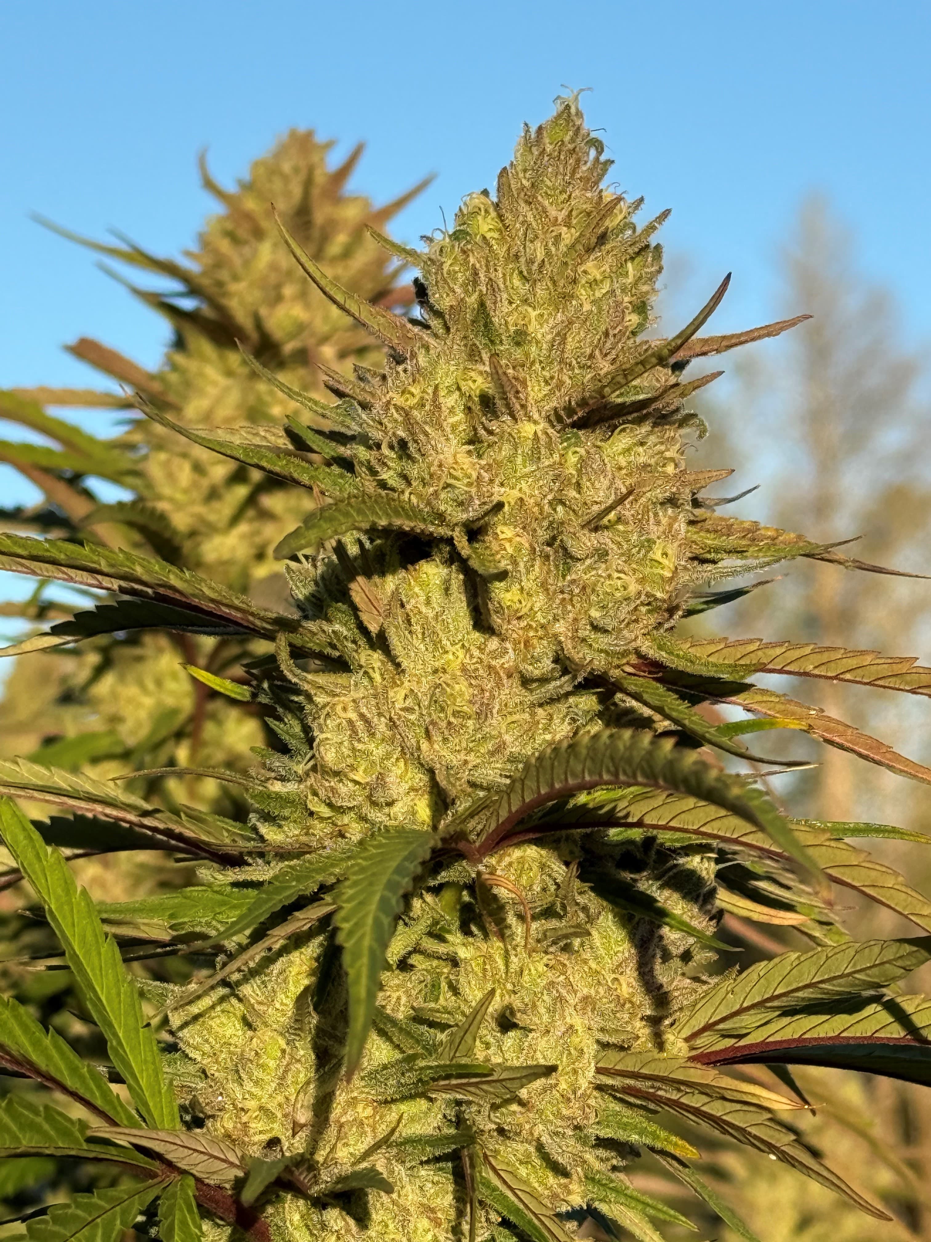 Tropical Sleigh Ride #162 — Greenshock ocimene-forward house cultivar, photographed on the plant.