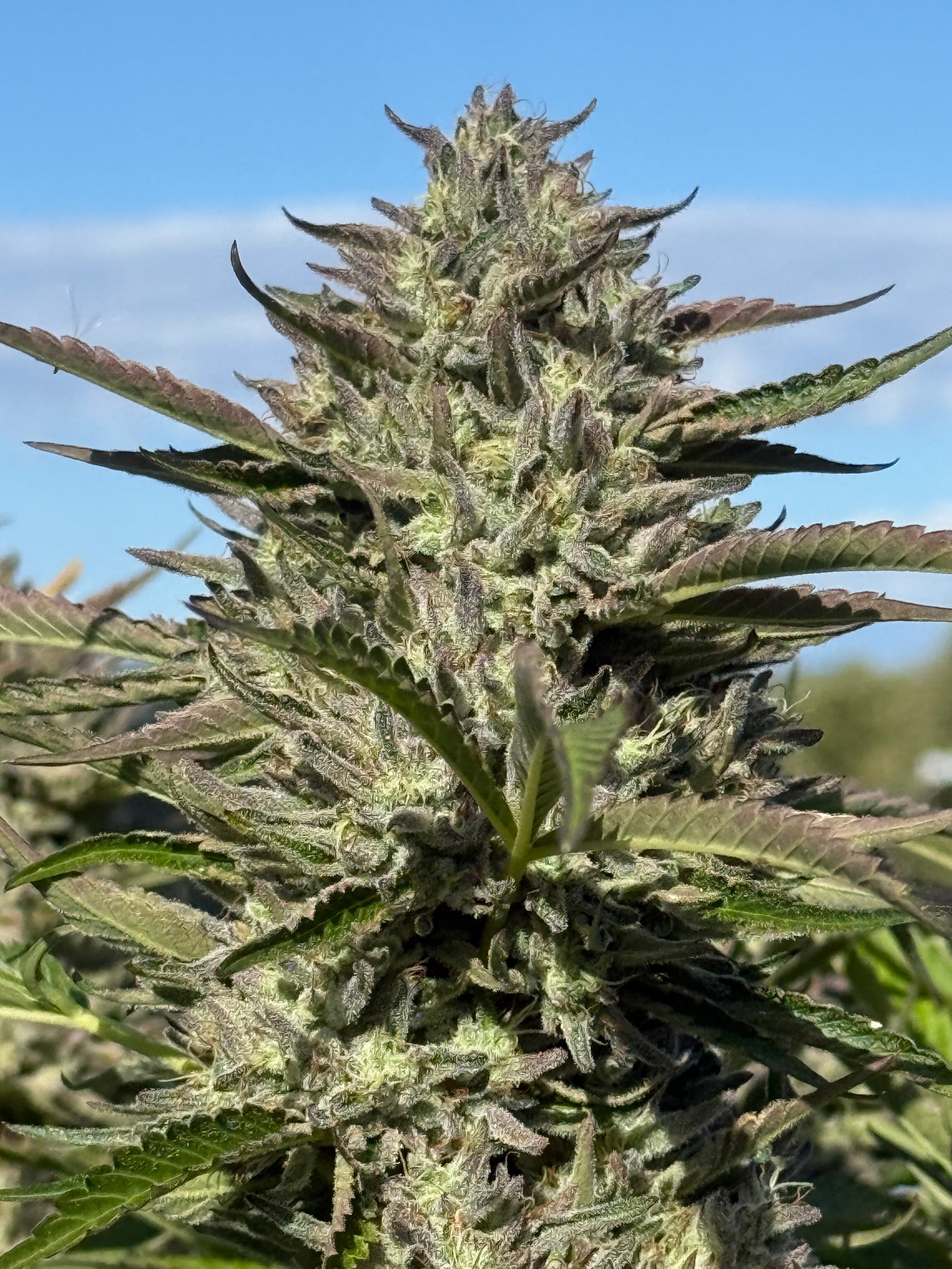 Skunk Gas flower from the official Greenshock seed listing.