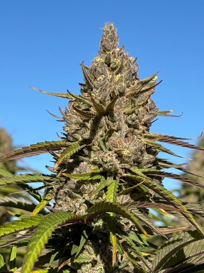 #145 TSR × MCC — sungrown cola on the living plant outdoors.