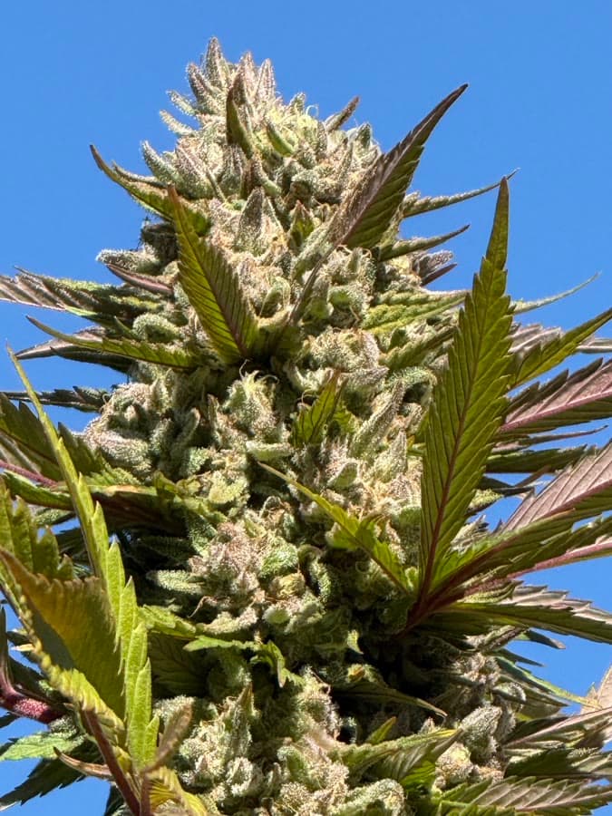 #87 PCC × MCC — sungrown cola on the living plant outdoors.