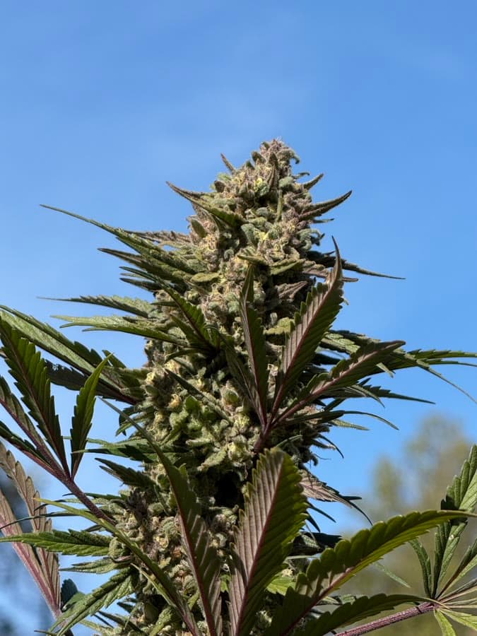 Bakery — sungrown cola on the living plant outdoors.