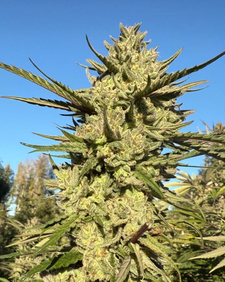 Double Peppermint — sungrown cola on the living plant outdoors.
