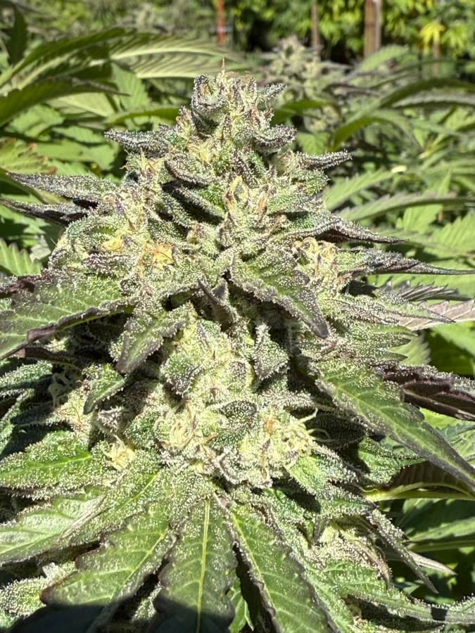 Dr Greenshock — sungrown cola on the living plant outdoors.