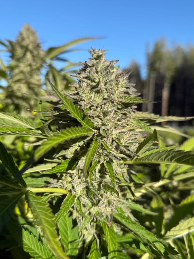 Frank Hill — sungrown cola on the living plant outdoors.