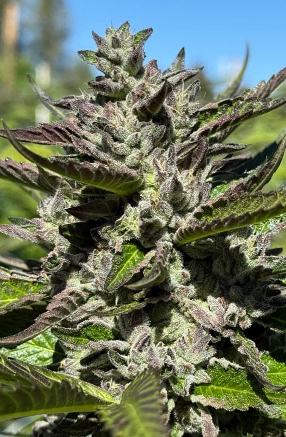 Green Lantern — sungrown cola on the living plant outdoors.