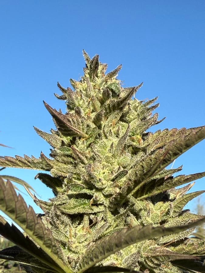 Green Space Shuttle — sungrown cola on the living plant outdoors.