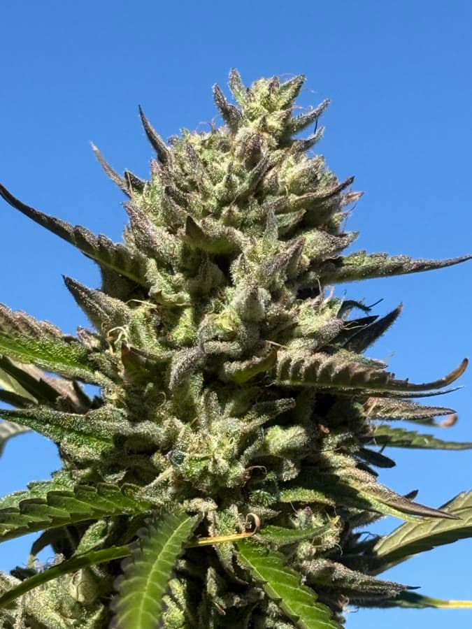 Leatherback Gasser — sungrown cola on the living plant outdoors.