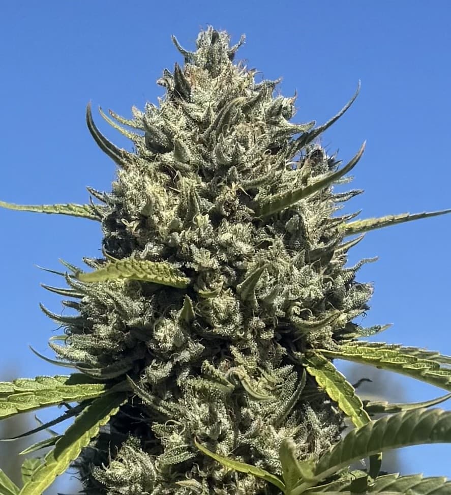 Pineapple Skunk cola on the plant