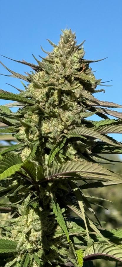 Purple Candy Cane — sungrown cola on the living plant outdoors.