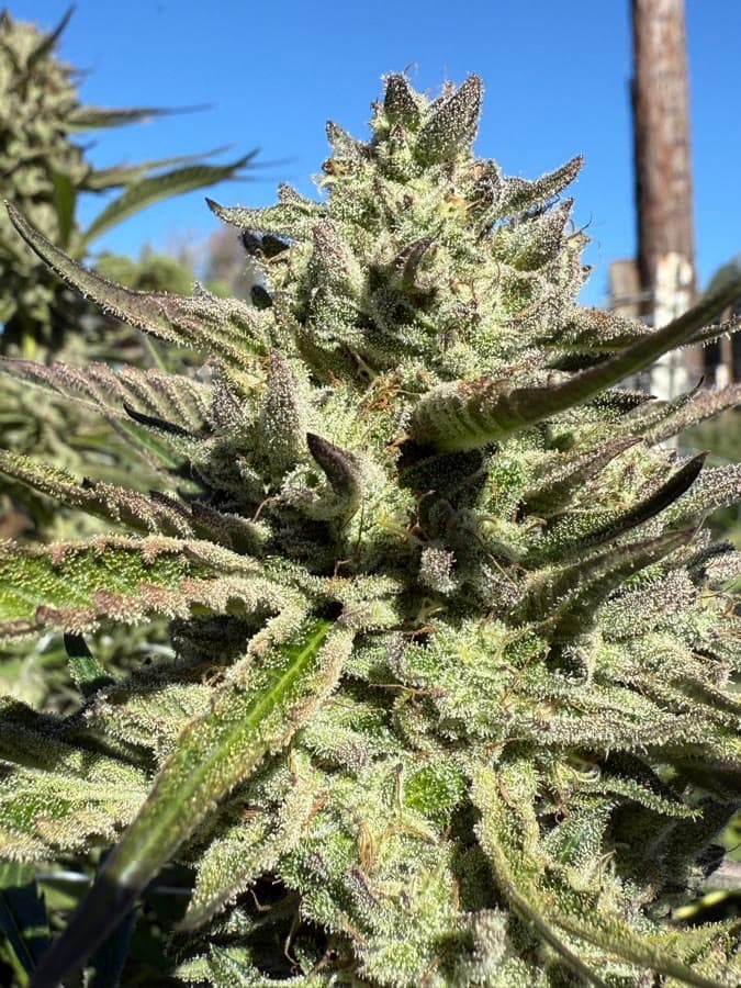 Saddlebags — sungrown cola on the living plant outdoors.