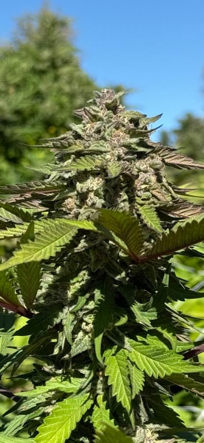 X18 — sungrown cola on the living plant outdoors.